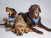 Tierarzt Vlotho, Tierarztpraxis am Roseneck - GALLERY