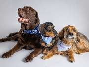 Tierarzt Vlotho, Tierarztpraxis am Roseneck - GALLERY