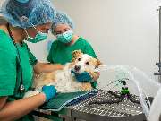 Tierarzt Vlotho, Tierarztpraxis am Roseneck - GALLERY