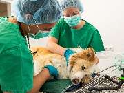 Tierarzt Vlotho, Tierarztpraxis am Roseneck - GALLERY