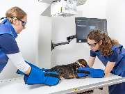 Tierarzt Vlotho, Tierarztpraxis am Roseneck - GALLERY