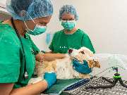 Tierarzt Vlotho, Tierarztpraxis am Roseneck - GALLERY