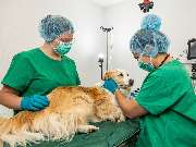 Tierarzt Vlotho, Tierarztpraxis am Roseneck - GALLERY