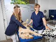 Tierarzt Vlotho, Tierarztpraxis am Roseneck - GALLERY