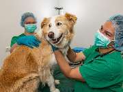 Tierarzt Vlotho, Tierarztpraxis am Roseneck - GALLERY