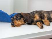 Tierarzt Vlotho, Tierarztpraxis am Roseneck - GALLERY