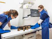 Tierarzt Vlotho, Tierarztpraxis am Roseneck - GALLERY