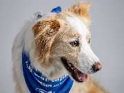 Tierarzt Vlotho, Tierarztpraxis am Roseneck - GALLERY