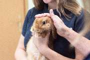 Tierarzt Vormum Berlin-Mahlsdorf, Tierarztpraxis am Wildrosengehölz - GALLERY