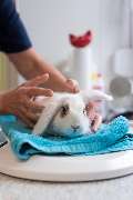 Tierarzt Vormum Berlin-Mahlsdorf, Tierarztpraxis am Wildrosengehölz - GALLERY