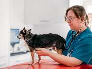 Tierarzt Vormum Berlin-Mahlsdorf, Tierarztpraxis am Wildrosengehölz - GALLERY