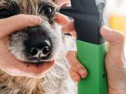 Tierarzt Vormum Berlin-Mahlsdorf, Tierarztpraxis am Wildrosengehölz - GALLERY