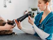 Tierarzt Vormum Berlin-Mahlsdorf, Tierarztpraxis am Wildrosengehölz - GALLERY