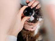 Tierarzt Vormum Berlin-Mahlsdorf, Tierarztpraxis am Wildrosengehölz - GALLERY