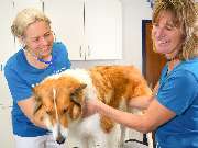 Tierarzt Warthausen, Kleintierpraxis Dres. Guth und von Römer - GALLERY