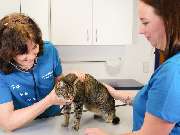 Tierarzt Warthausen, Kleintierpraxis Dres. Guth und von Römer - GALLERY