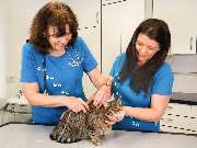 Tierarzt Warthausen, Kleintierpraxis Dres. Guth und von Römer - GALLERY