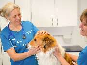 Tierarzt Warthausen, Kleintierpraxis Dres. Guth und von Römer - GALLERY