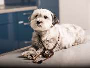 Tierarzt Wilmering Neuss, Kleintierpraxis Kaarster Straße - GALLERY