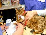 Tierarztpraxis am Mexikoplatz Dr. Dorothea Werning - GALLERY