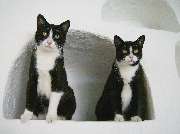 Tierarztpraxis am Mexikoplatz Dr. Dorothea Werning - GALLERY