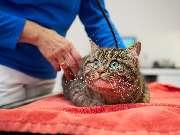 Tierarztpraxis am Schellenberg - GALLERY