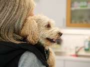 Tierarztpraxis am Schellenberg - GALLERY