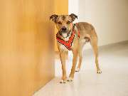 Tierarztpraxis am Schellenberg - GALLERY