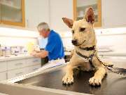 Tierarztpraxis am Schellenberg - GALLERY