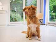 Tierarztpraxis am Schellenberg - GALLERY