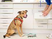 Tierarztpraxis am Schellenberg - GALLERY