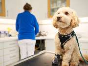 Tierarztpraxis am Schellenberg - GALLERY