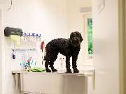 Tierarztpraxis am Schellenberg - GALLERY