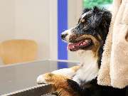 Tierarztpraxis am Schellenberg - GALLERY