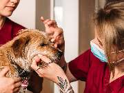 Tierarztpraxis Bärenwiese, Tierarzt Berlin-Wilmersdorf - GALLERY