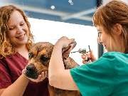 Tierarztpraxis Bärenwiese, Tierarzt Berlin-Wilmersdorf - GALLERY