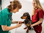 Tierarztpraxis Bärenwiese, Tierarzt Berlin-Wilmersdorf - GALLERY