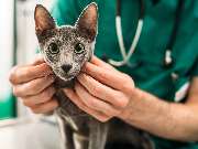 Tierarztpraxis Bärenwiese, Tierarzt Berlin-Wilmersdorf - GALLERY