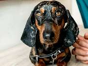 Tierarztpraxis Bärenwiese, Tierarzt Berlin-Wilmersdorf - GALLERY