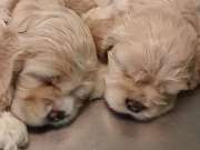 Tierarztpraxis Bennigsen Dr. Katrin Schwabe - GALLERY