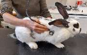 Tierarztpraxis Dr. Aumüller - Hase, Untersuchung