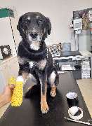 Tierarztpraxis Dr. Aumüller - Hund mit Bandage