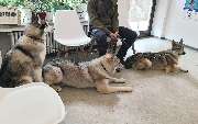 Tierarztpraxis Dr. Aumüller - Hunde im Wartezimmer