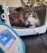 Tierarztpraxis Dr. Aumüller - Katze Pulsmessung