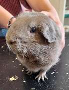Tierarztpraxis Dr. Aumüller - Meerschweinchen auf Behandlungstisch
