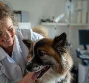 Tierarztpraxis Dr. Ellen Eringer - GALLERY