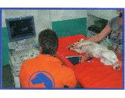 Tierarztpraxis Dr. Michael Wolf - GALLERY