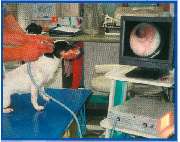 Tierarztpraxis Dr. Michael Wolf - GALLERY