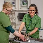 Tierarzt Frankfurt - Behandlung