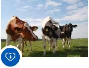 Tierarztpraxis Gnarrenburg - NUTZTIERE
Durch unsere Praxis werden Milcherzeugerbetriebe und Mutterkuhhaltungen betreut. Wir helfen aus tierärztlicher Sicht standardisierte Arbeitsabläufe für Ihren Betrieb zu entwickeln und regelmäßige Kontrollpunkte einzu